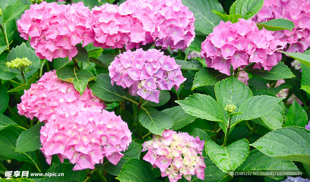 粉色绣球花绽放