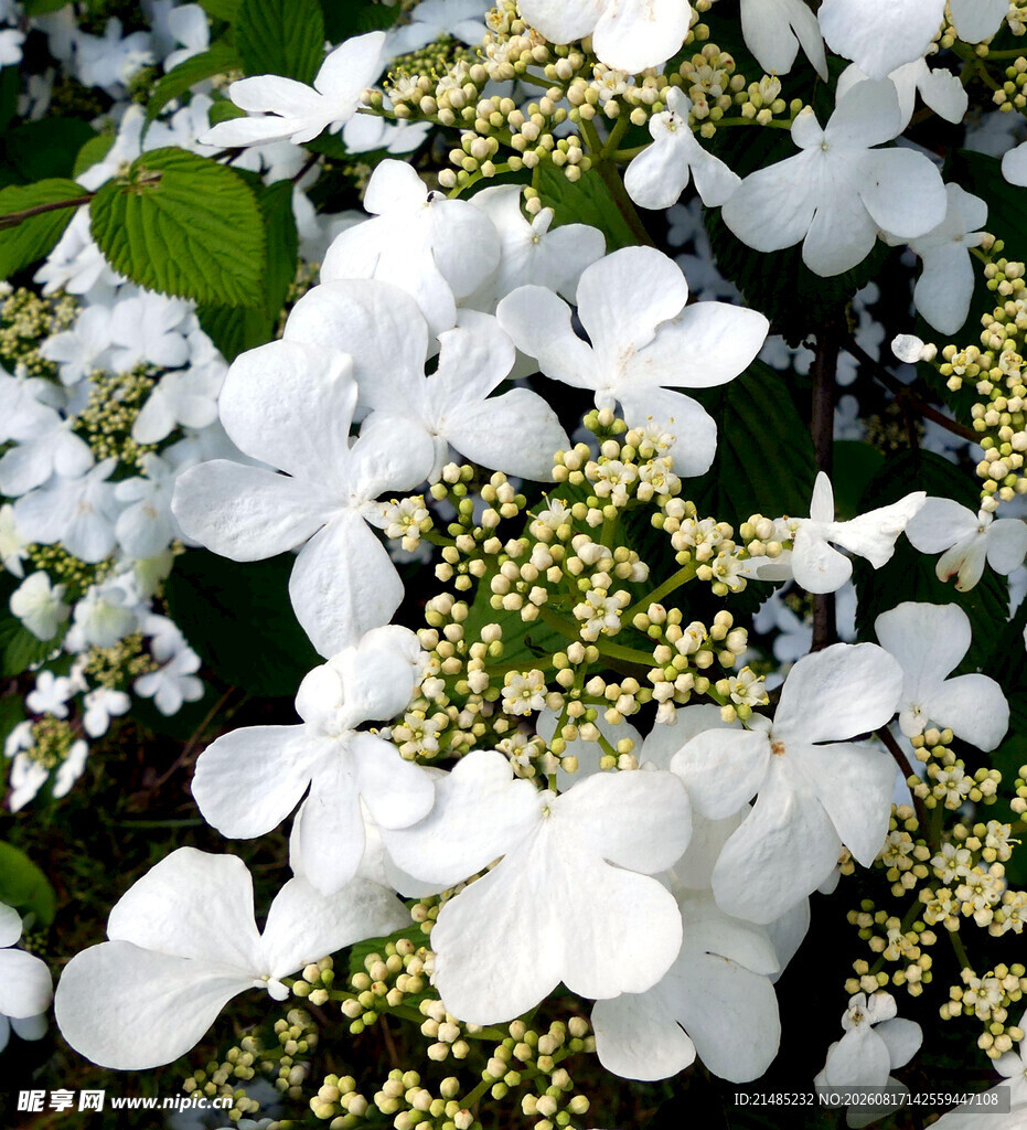 白色绣球花特写
