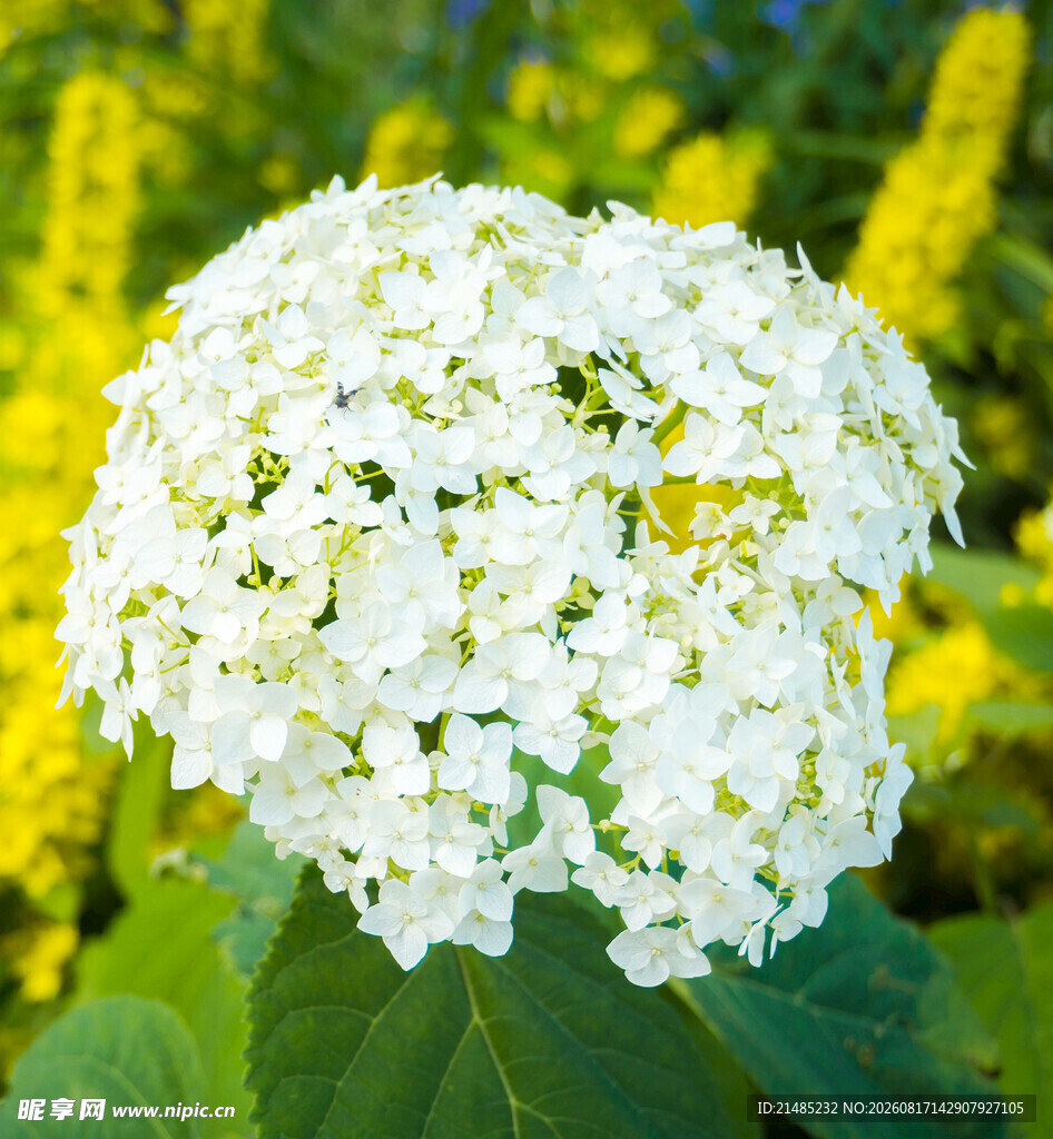 白色绣球花特写