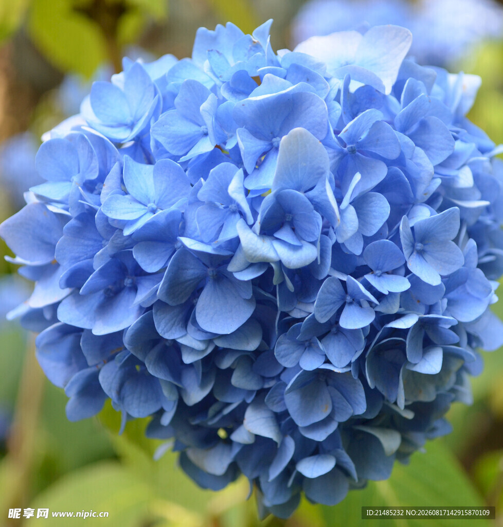 蓝色绣球花特写