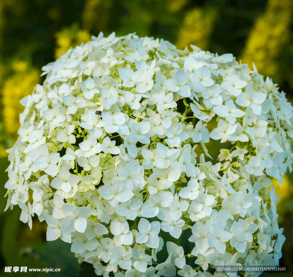 白色绣球花特写