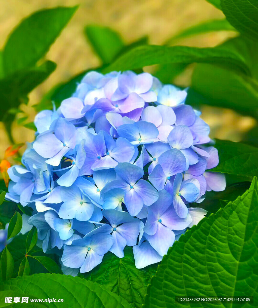 蓝紫色绣球花绽放