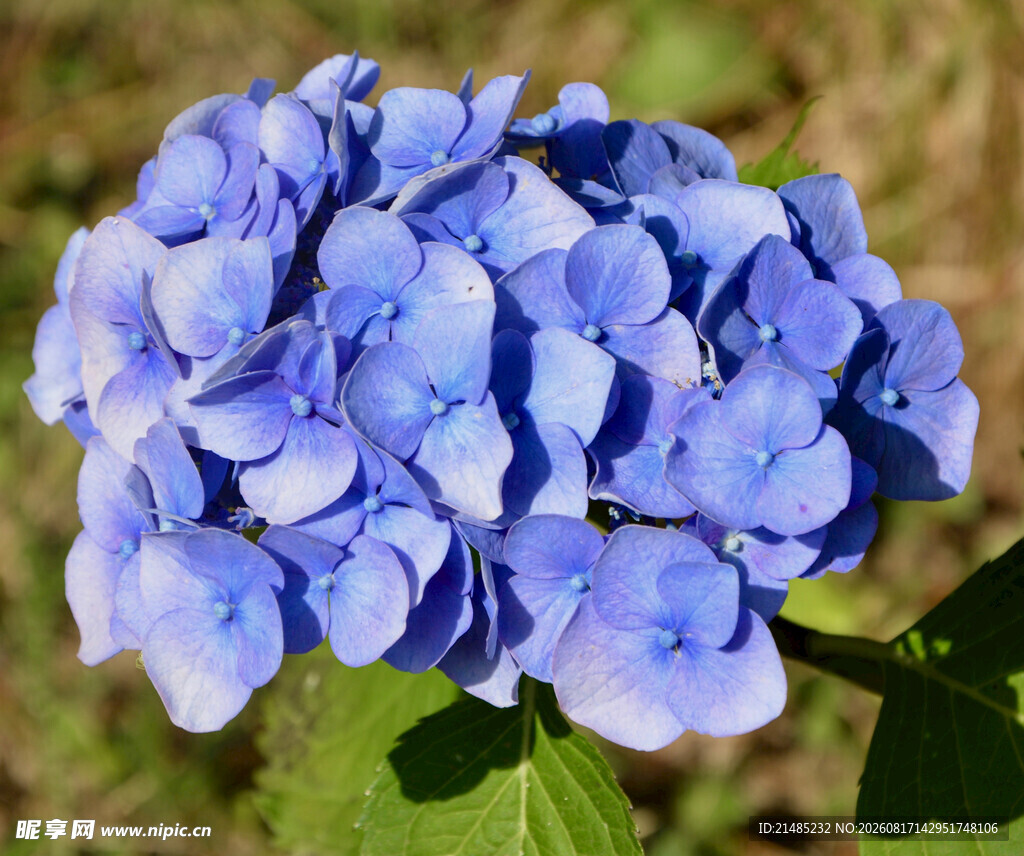蓝色绣球花特写