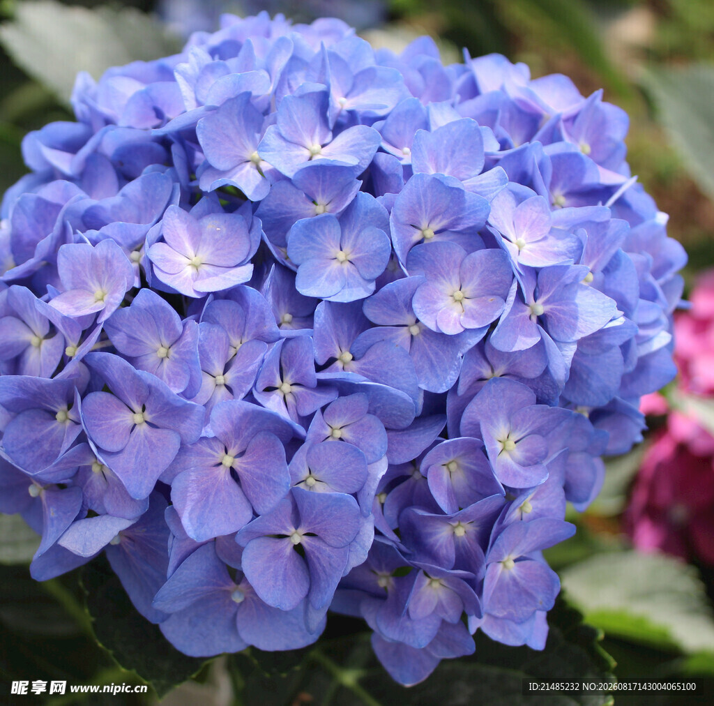 蓝色绣球花特写
