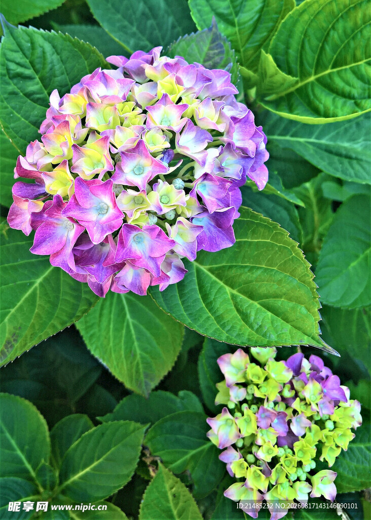 多彩绣球花绽放绿叶间
