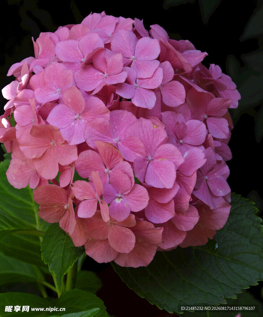 粉色绣球花特写