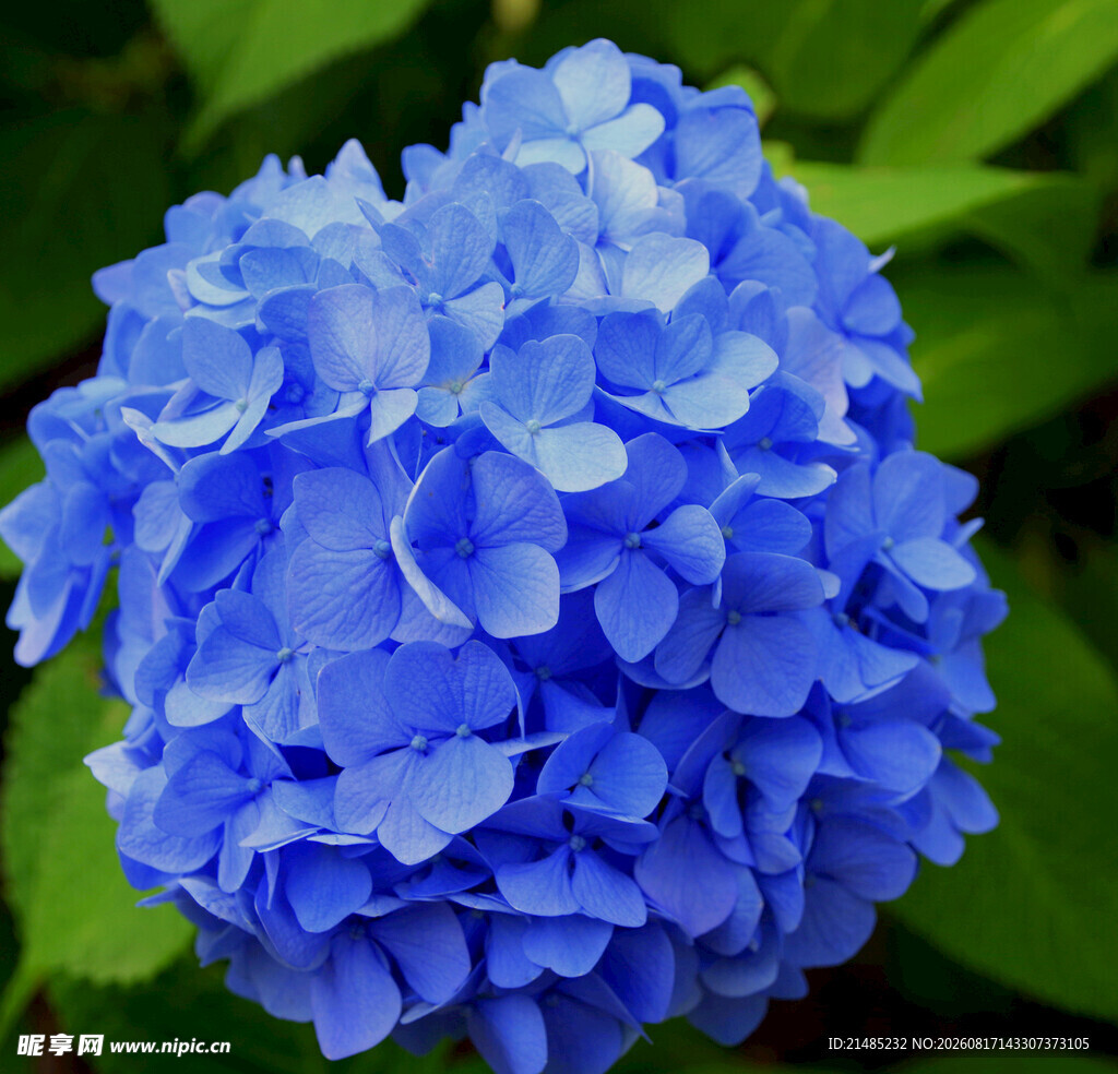 蓝色绣球花特写