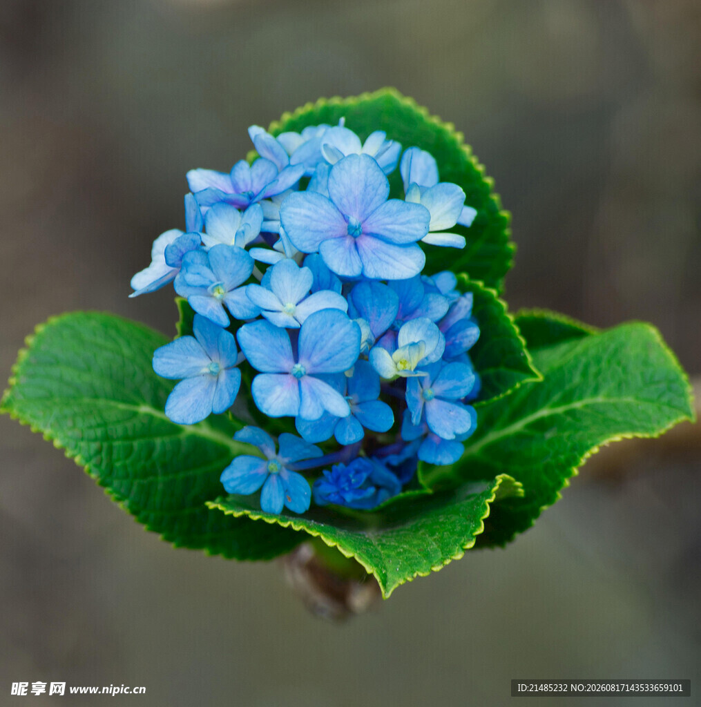 蓝色绣球花特写