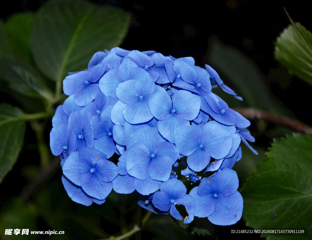 蓝色绣球花特写