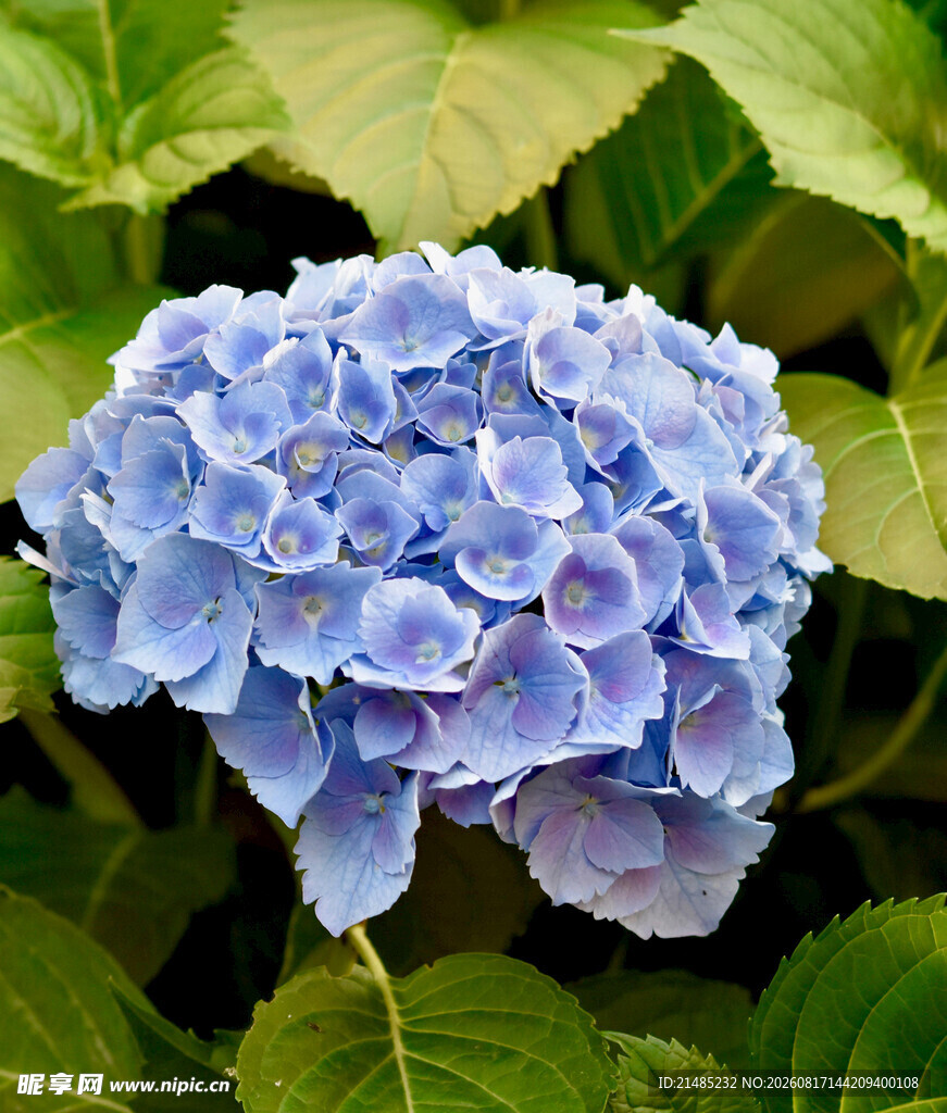 蓝色绣球花绽放
