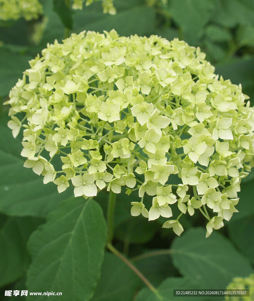 清新绣球花绽放