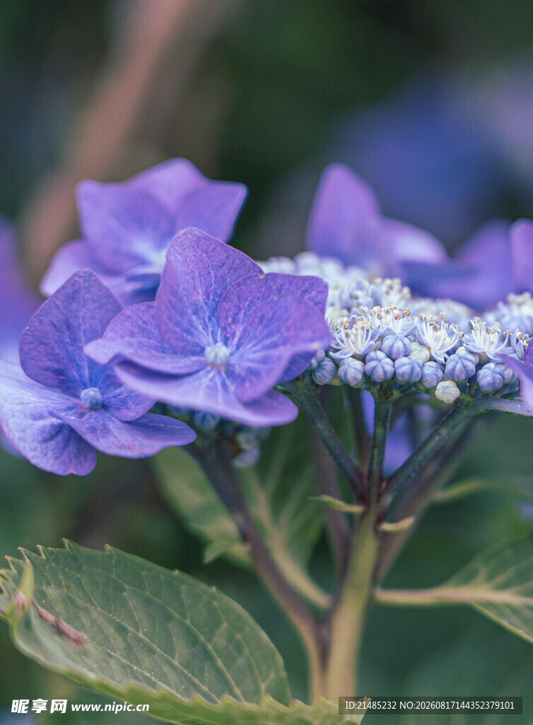紫色绣球花特写