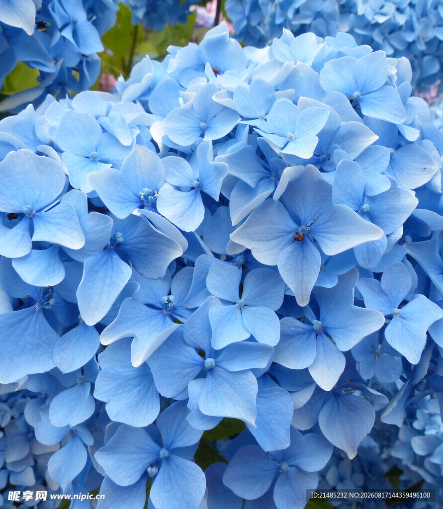 蓝色绣球花特写