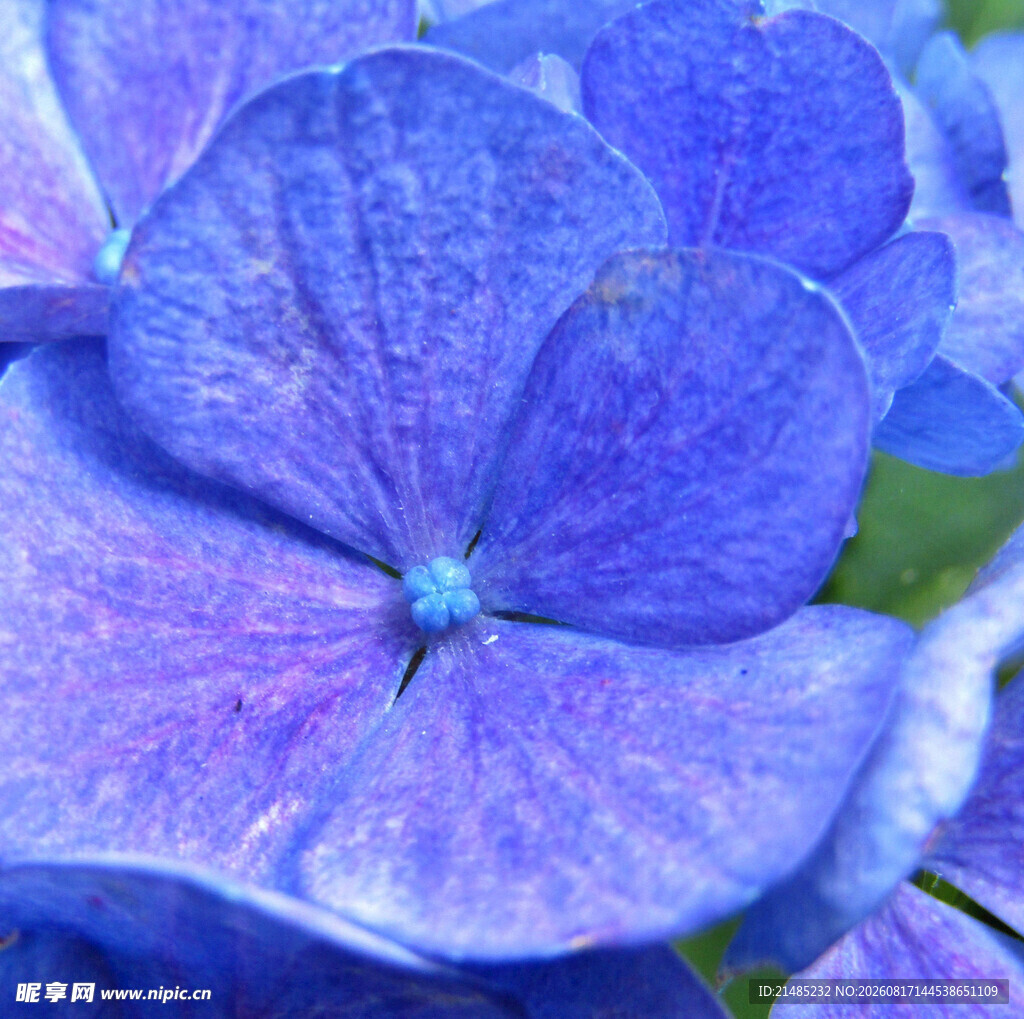 蓝紫色绣球花特写