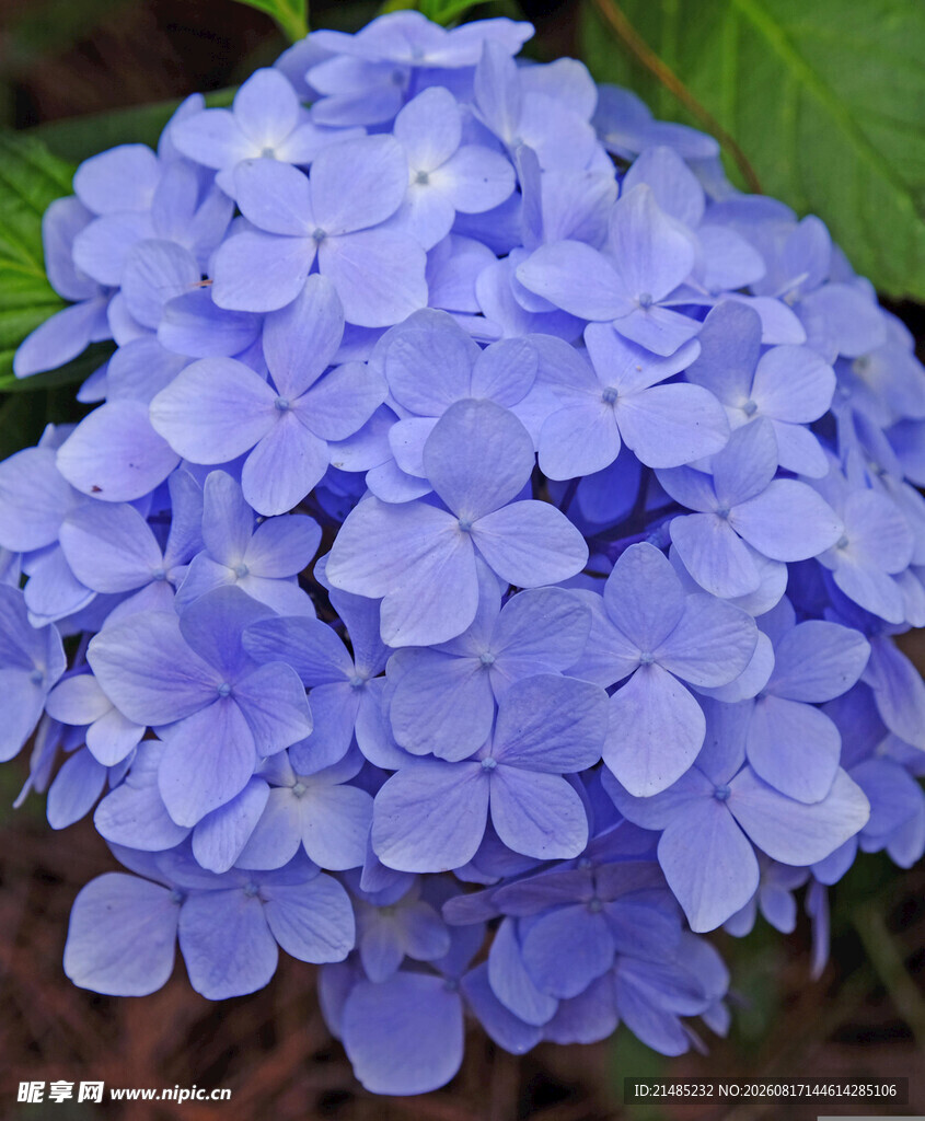 蓝紫色绣球花特写