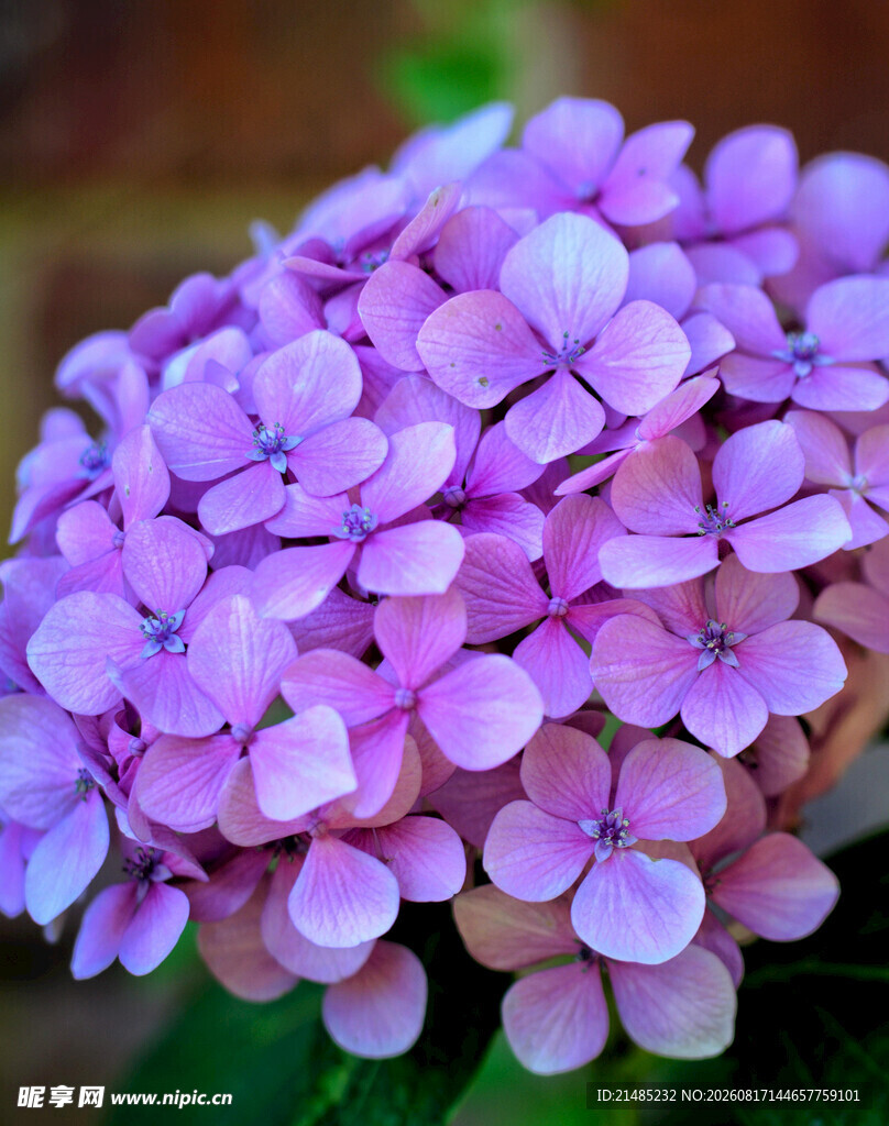 紫色绣球花特写