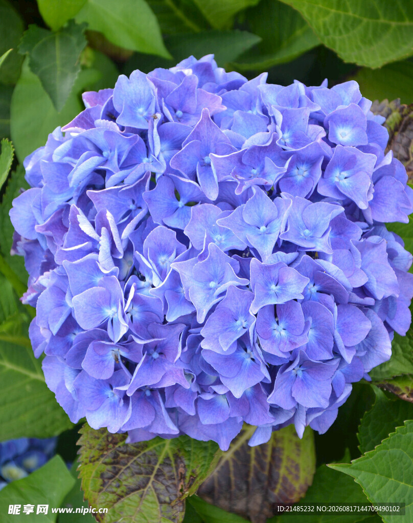 蓝紫色绣球花特写