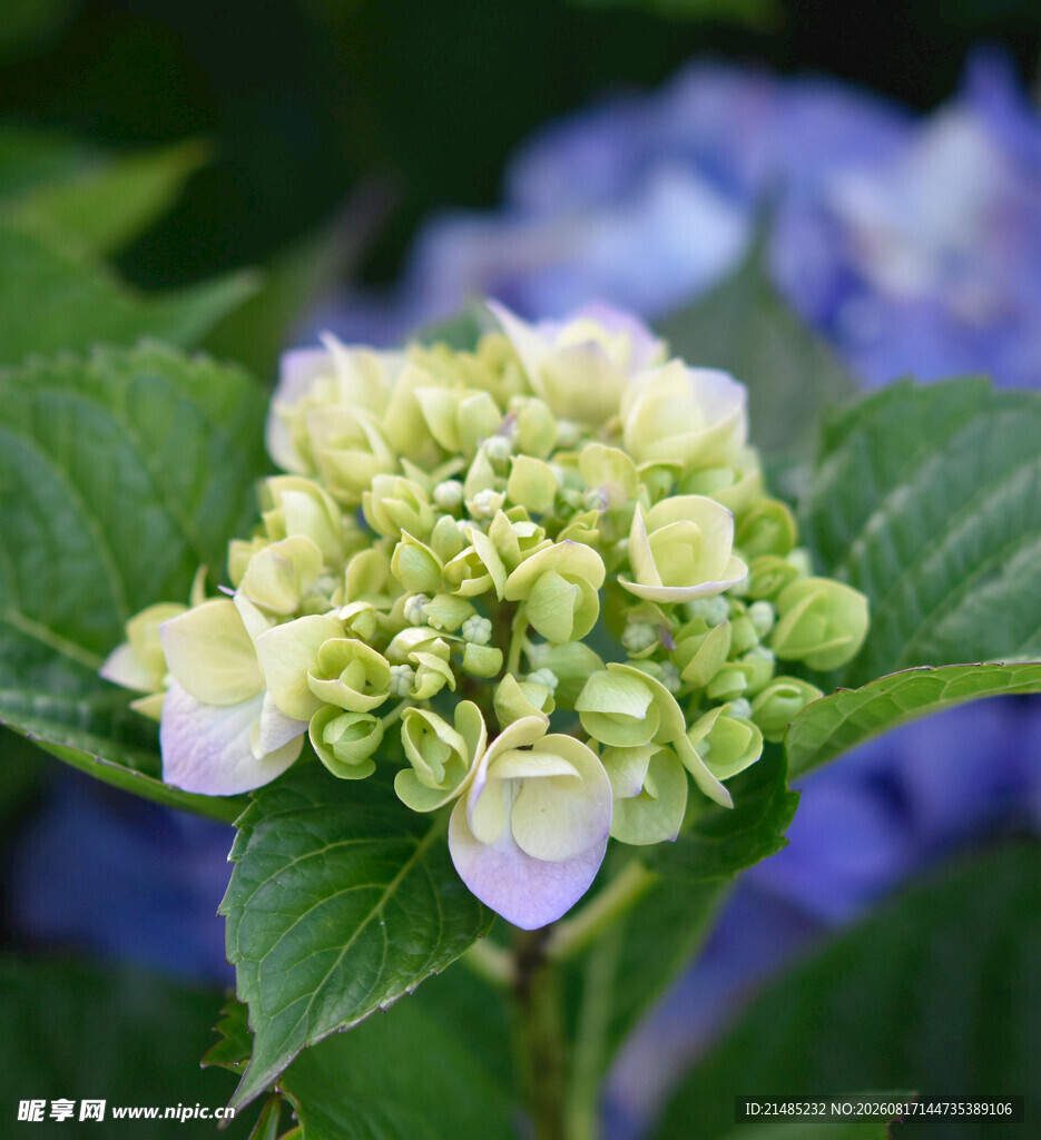 清新绣球花绽放