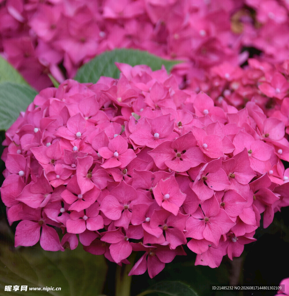 娇艳粉色绣球花绽放