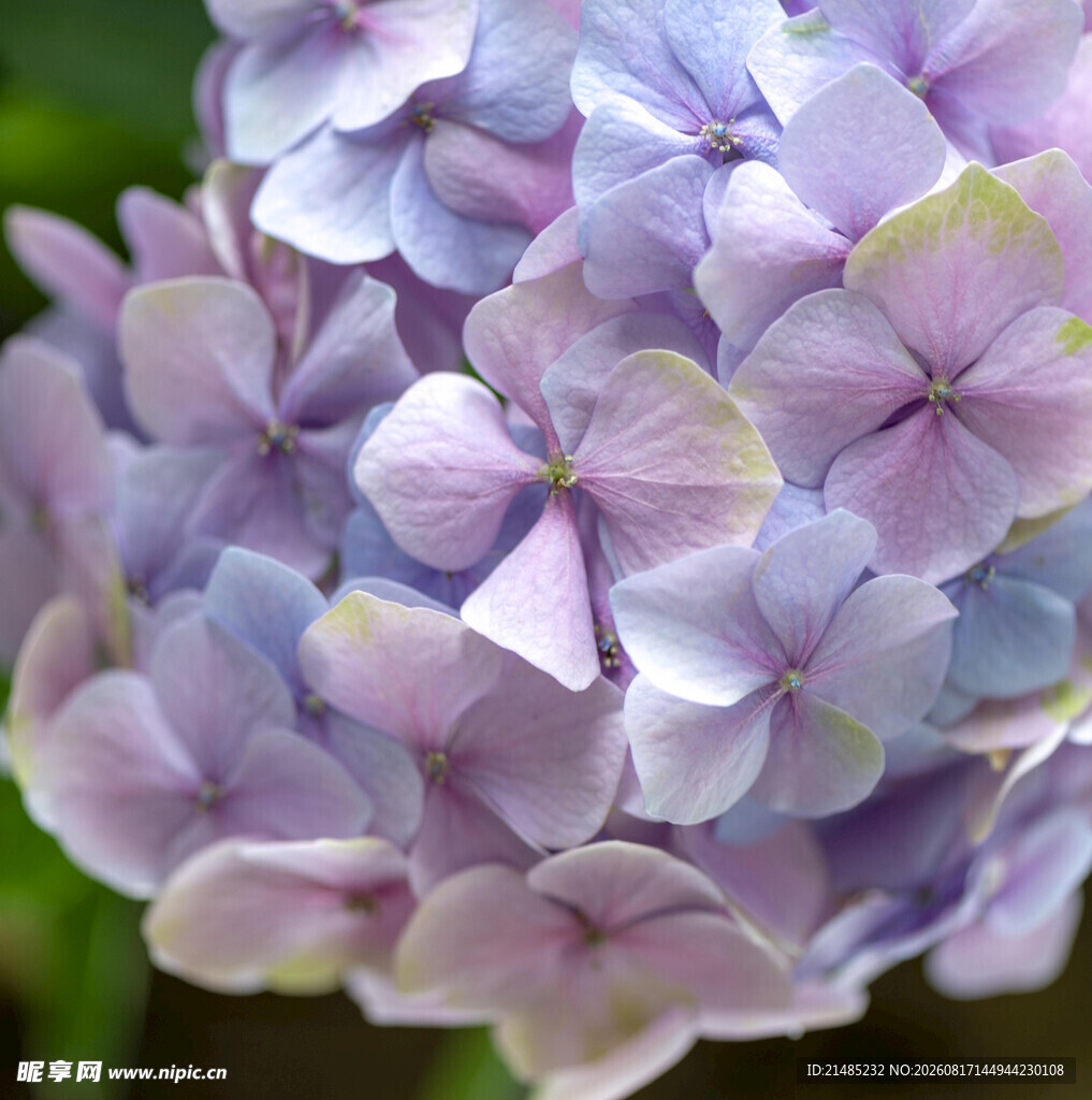 淡紫色绣球花特写