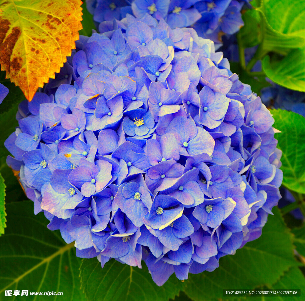 蓝色绣球花特写
