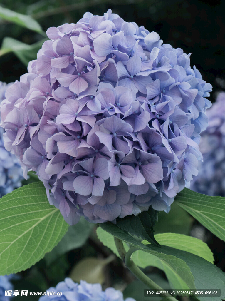 紫色绣球花特写