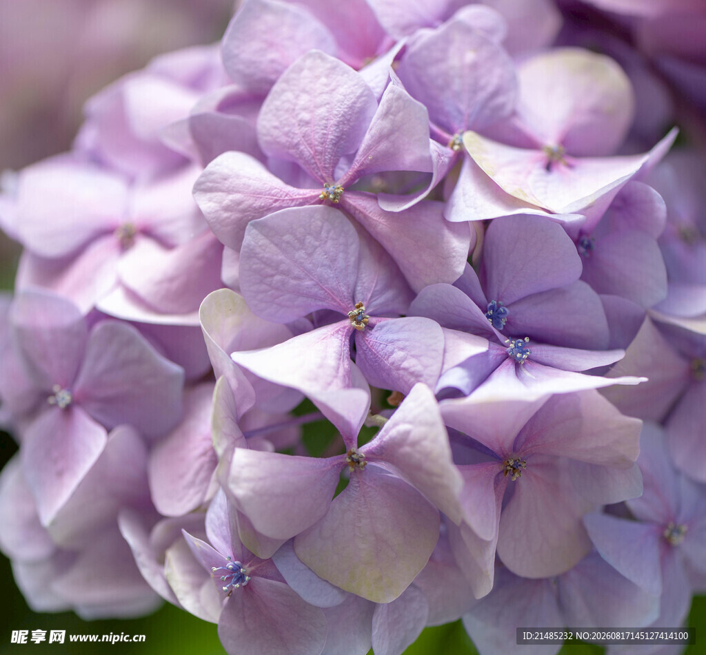 淡紫色绣球花特写