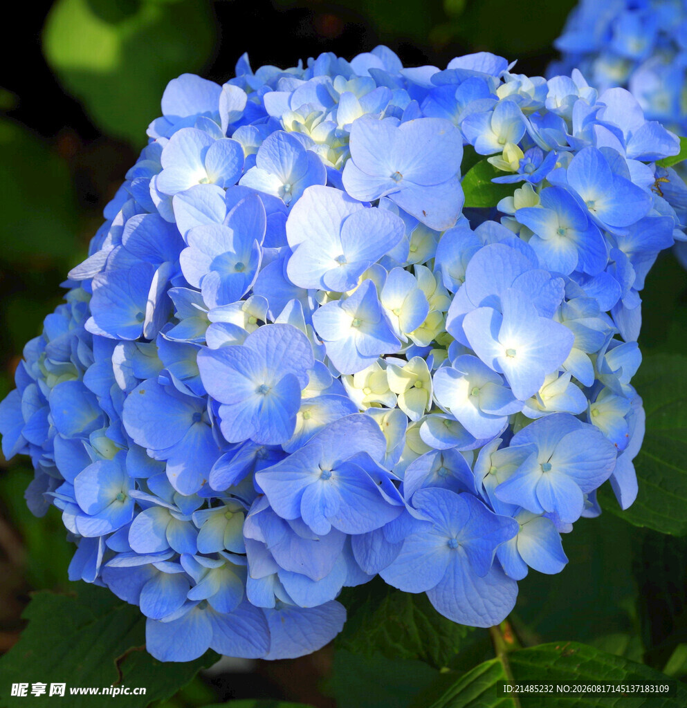 蓝色绣球花特写