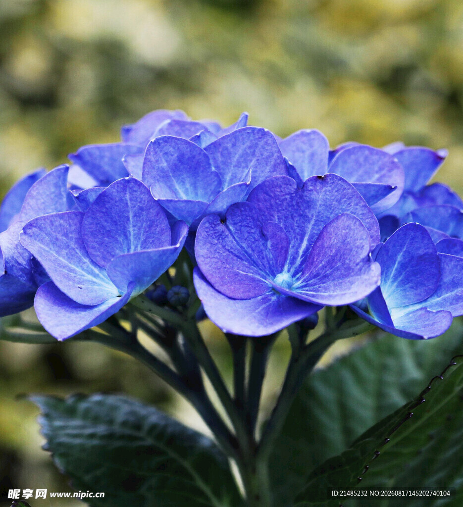 蓝绣球花特写