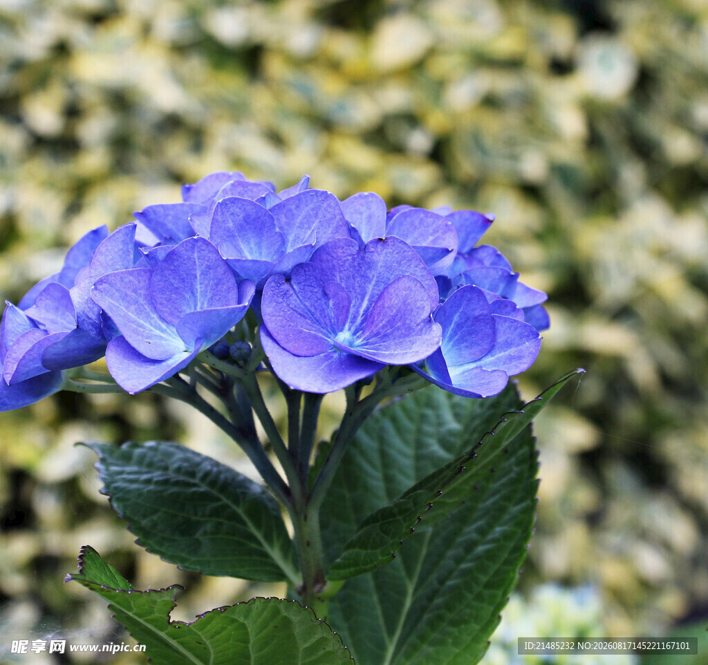 蓝绣球花特写