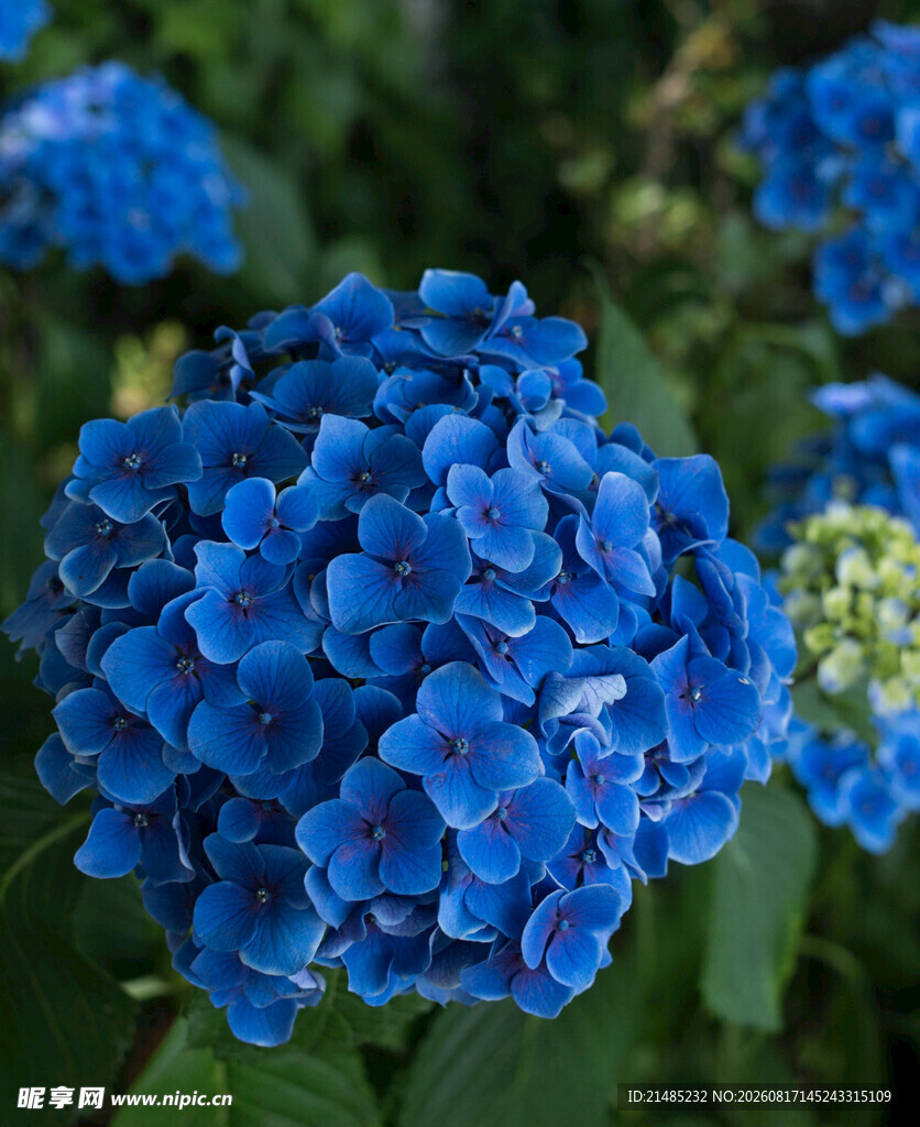 蓝色绣球花特写