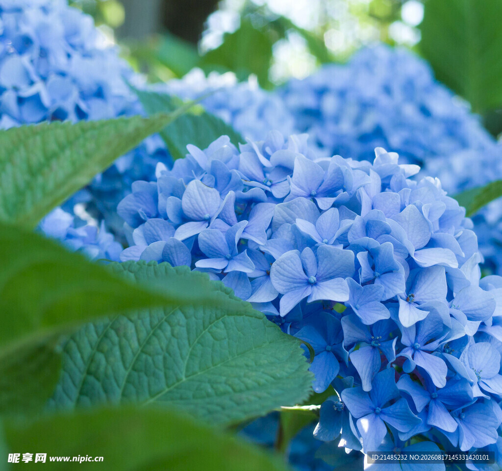 蓝色绣球花特写