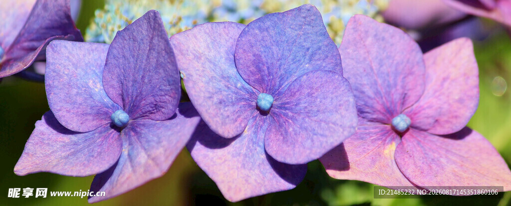 紫色绣球花特写