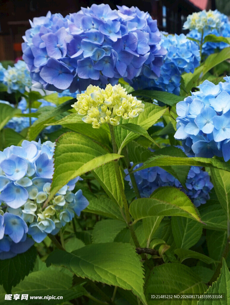 蓝绣球花绽放