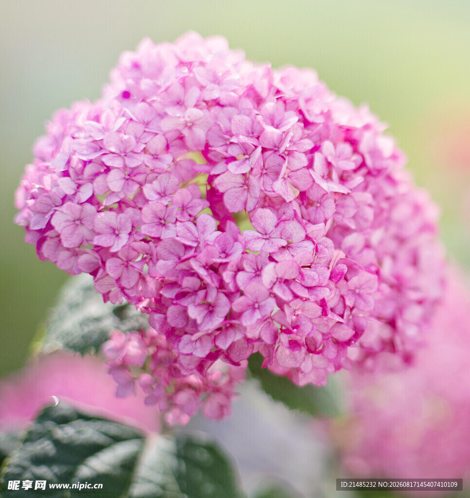 粉色绣球花特写