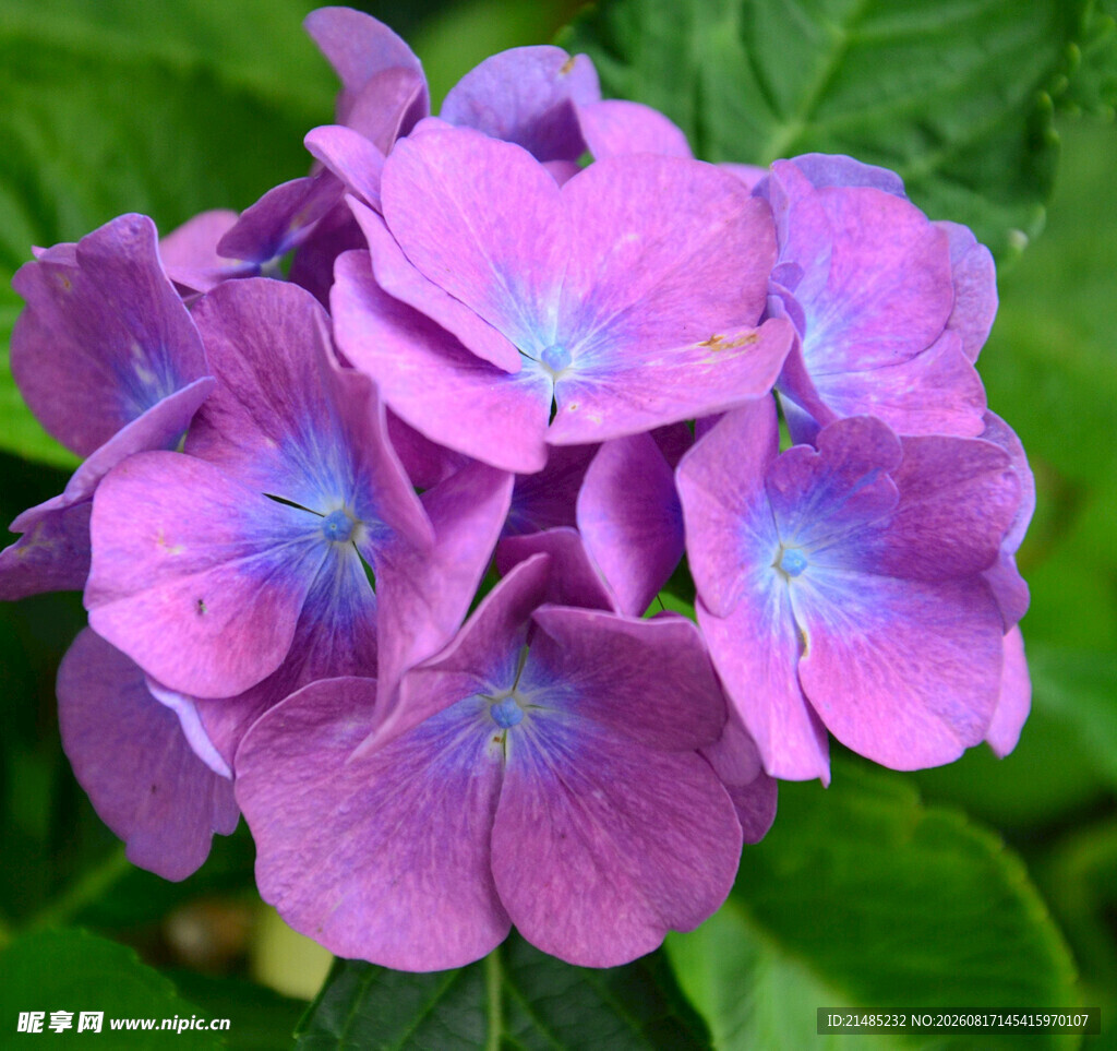 紫色绣球花特写