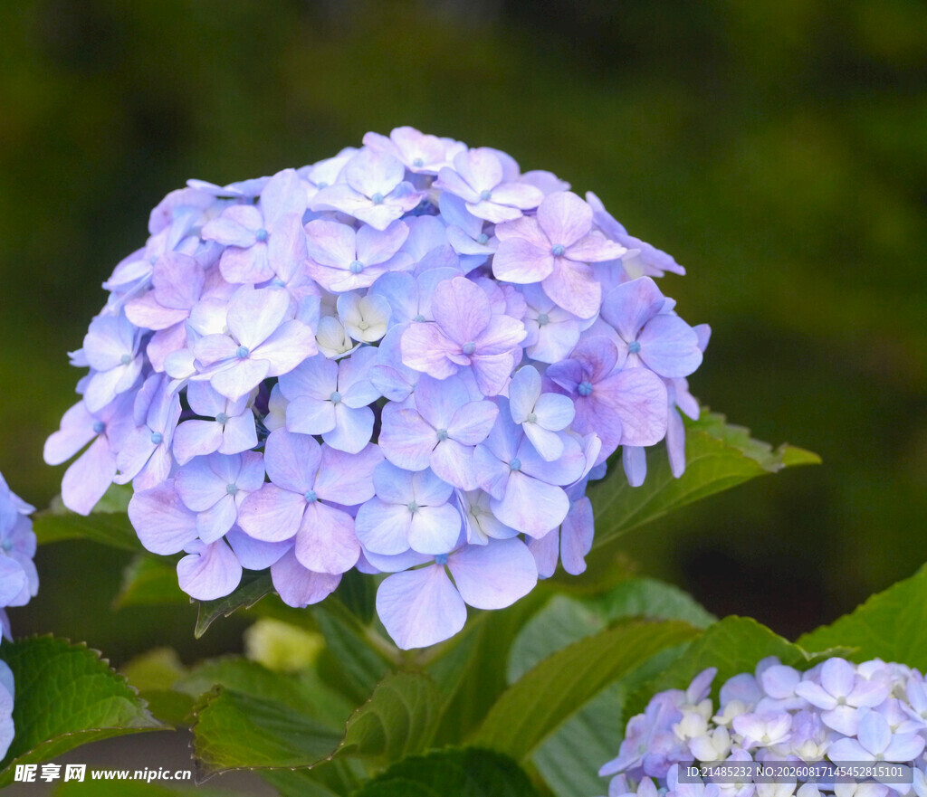 淡紫色绣球花绽放