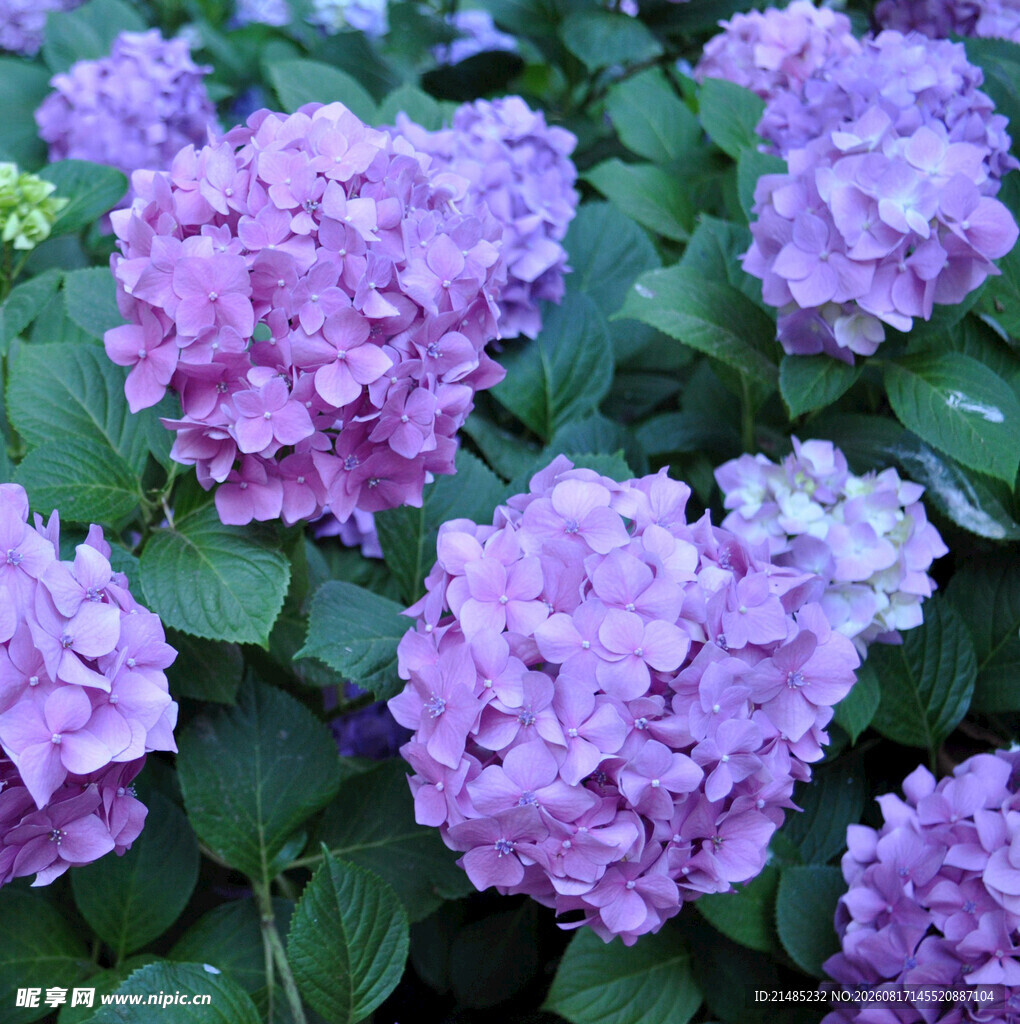 紫色绣球花绽放