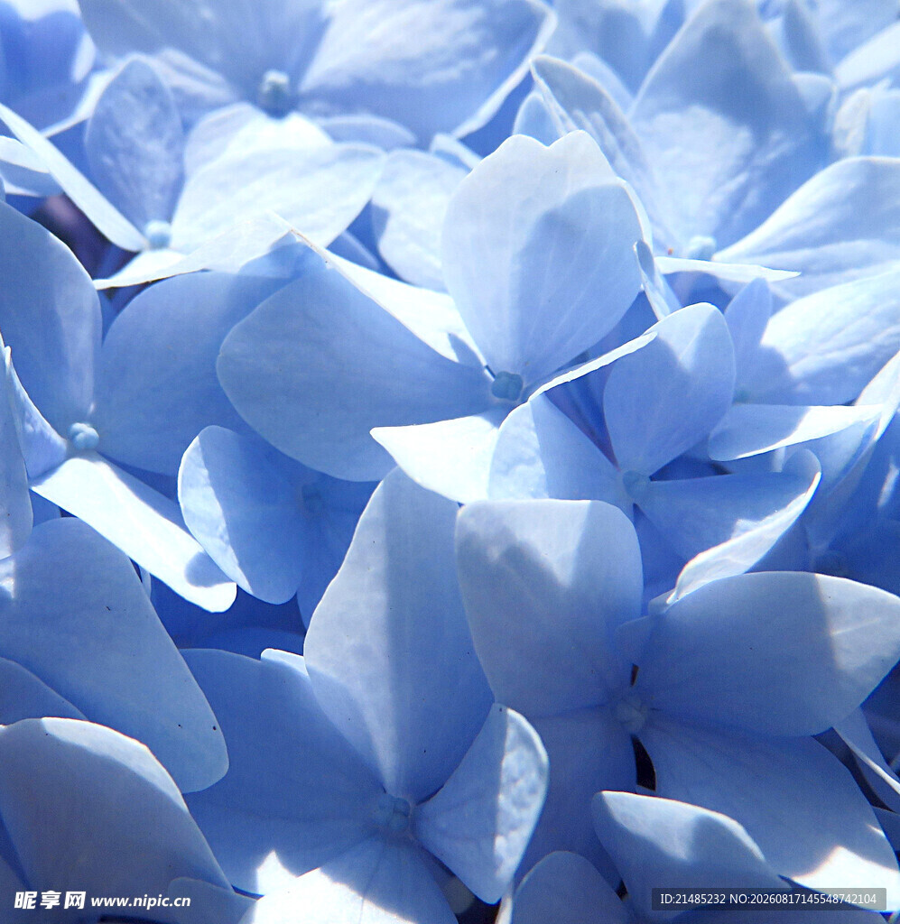 蓝色绣球花特写