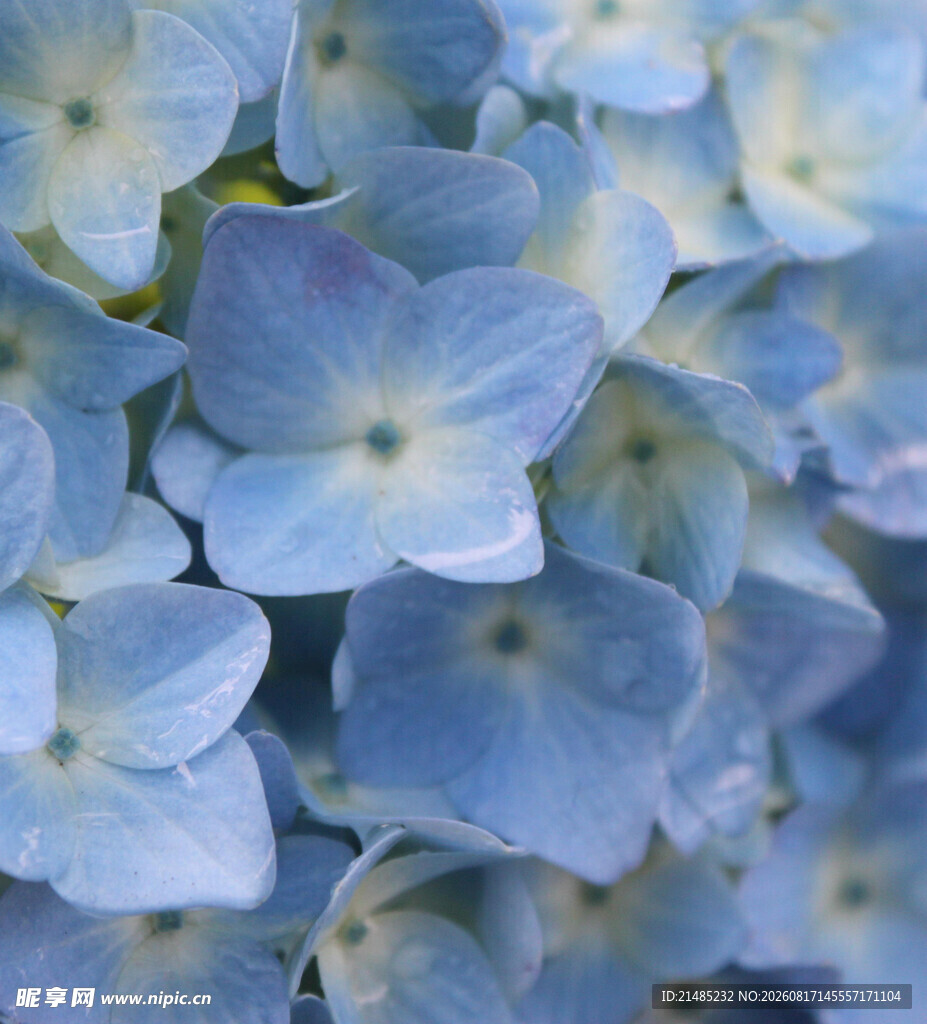 蓝色绣球花特写