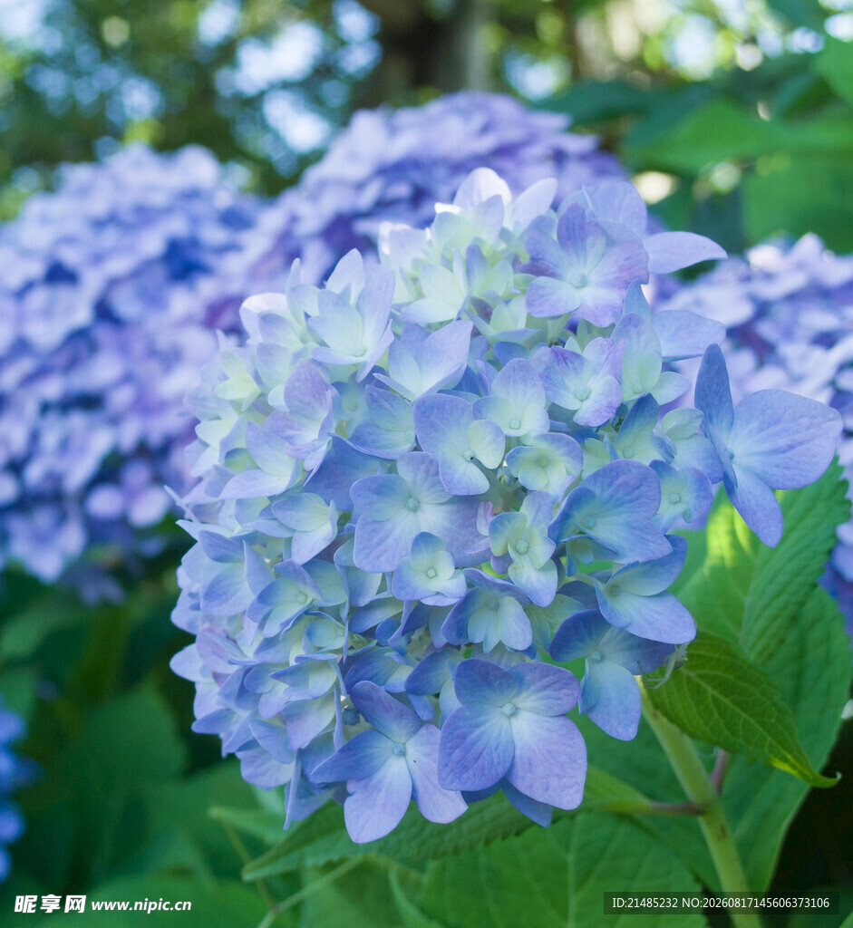 蓝紫色绣球花绽放