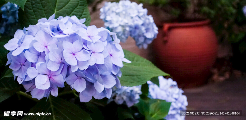 蓝紫色绣球花绽放