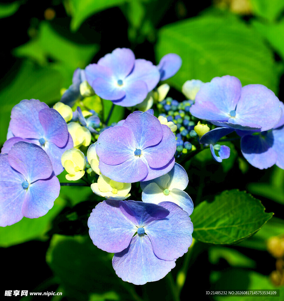 蓝紫绣球花绽放