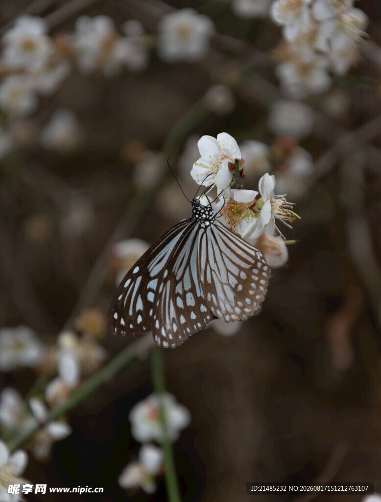 蝴蝶停驻白色小花上