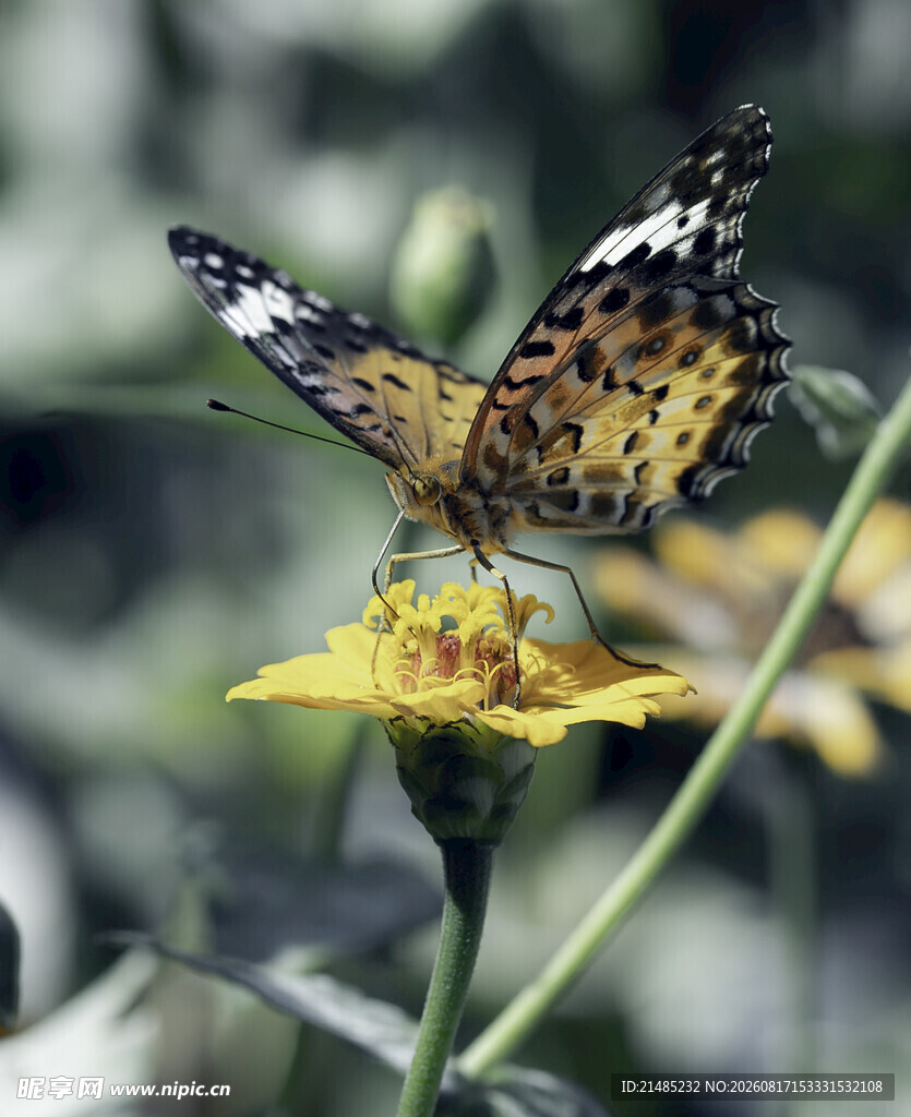 蝴蝶停驻黄色花朵上
