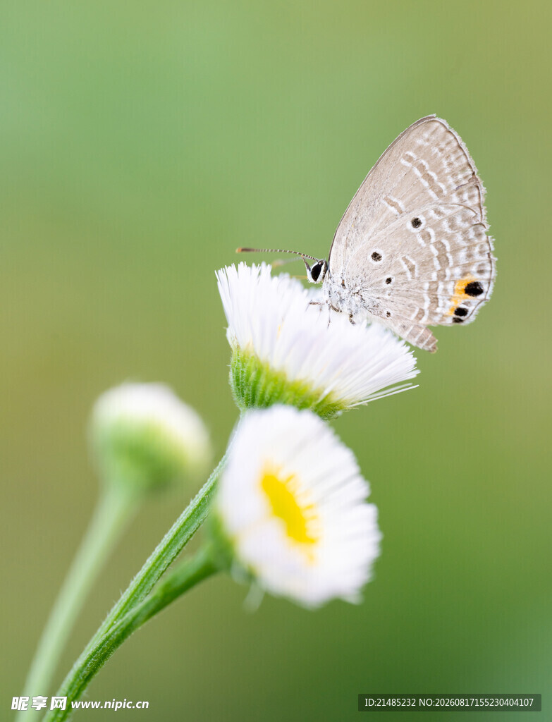 蝴蝶停驻小白花