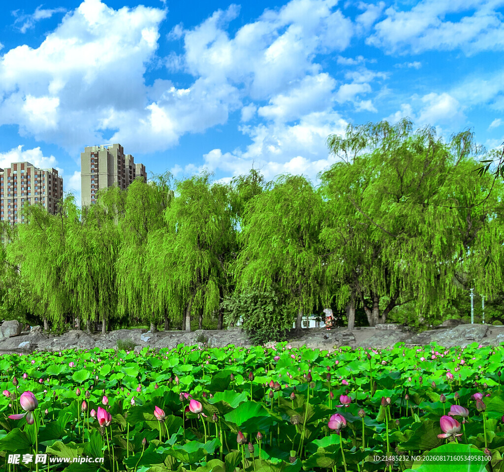 湖畔荷塘绿树蓝天美景