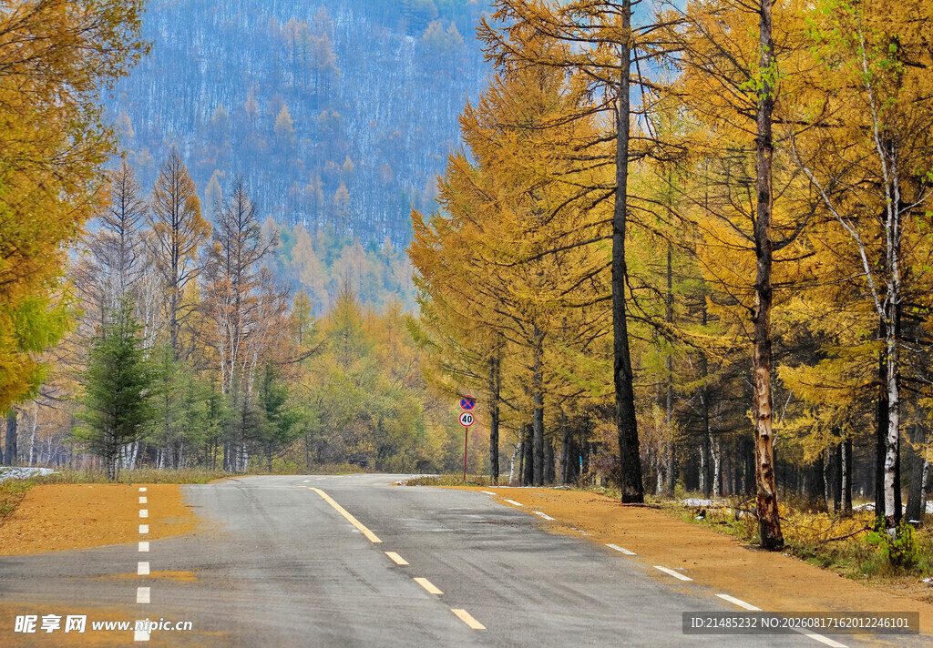 秋日林间公路美景