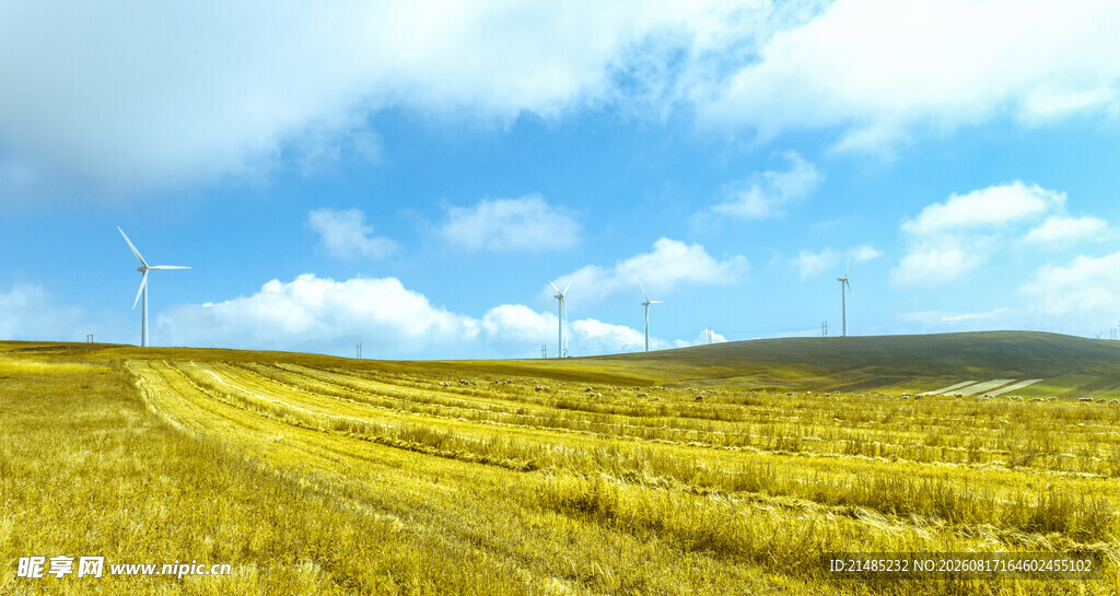 金黄草原与蓝天白云美景