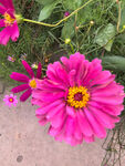 百日菊